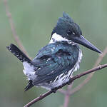 Martin-pêcheur d'Amazonie