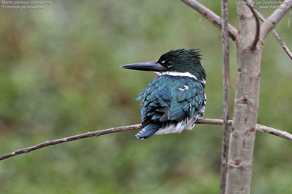 Martin-pêcheur d'Amazonie