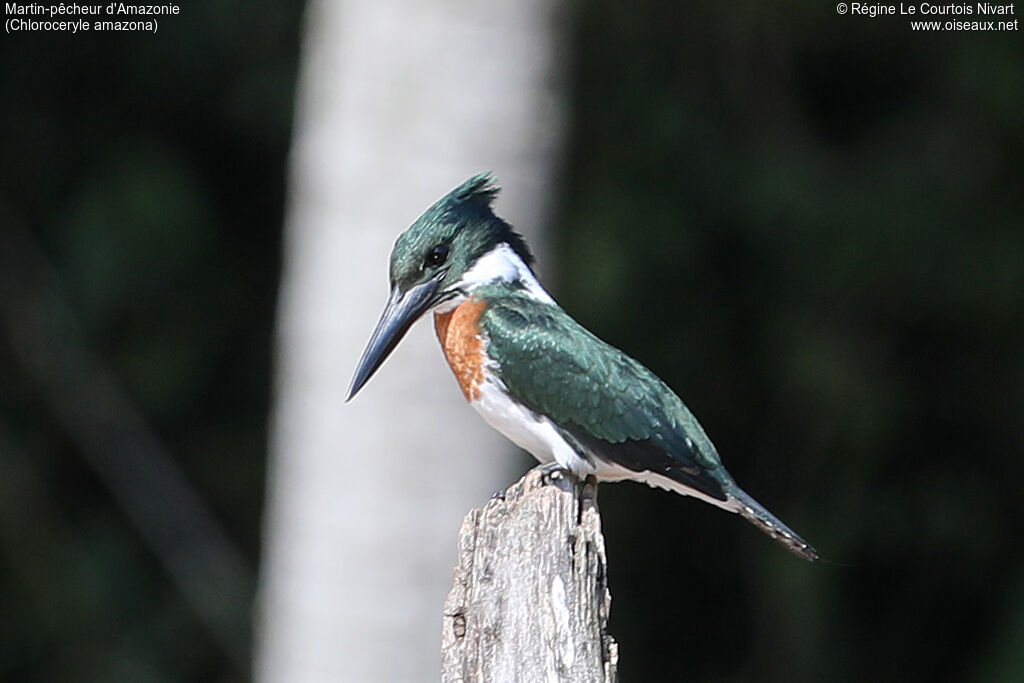 Amazon Kingfisher male