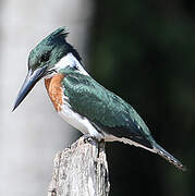 Amazon Kingfisher