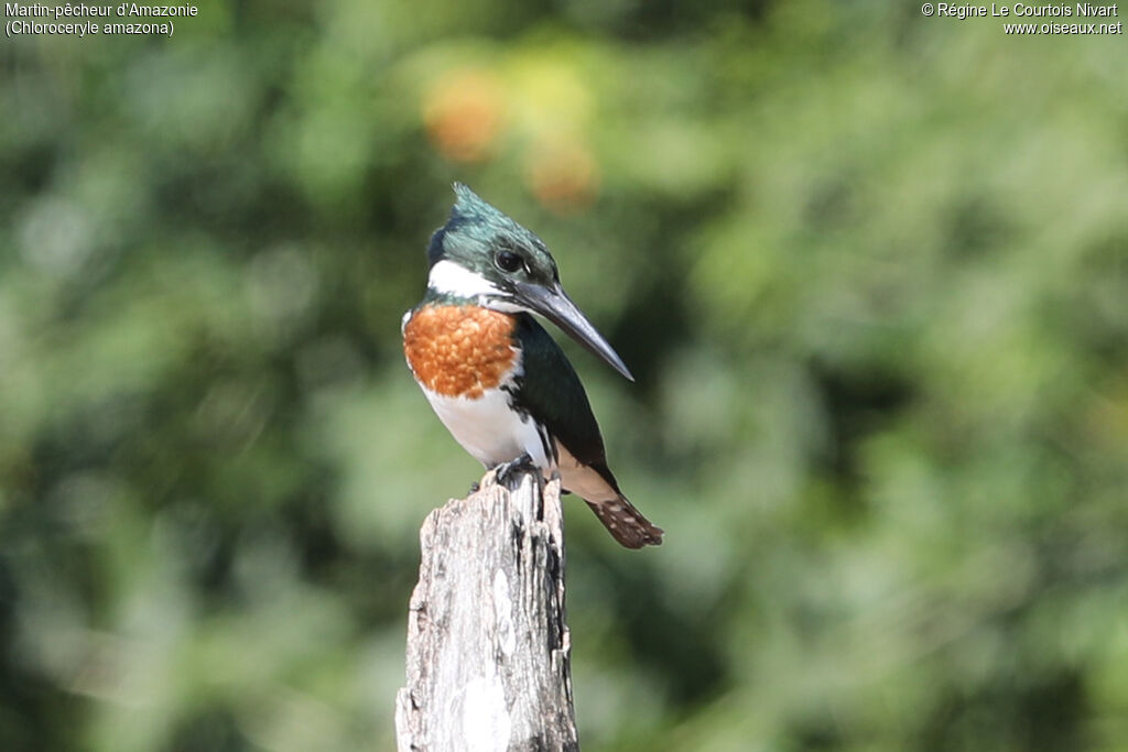 Amazon Kingfisher