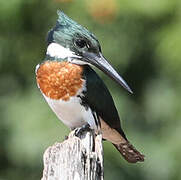 Amazon Kingfisher