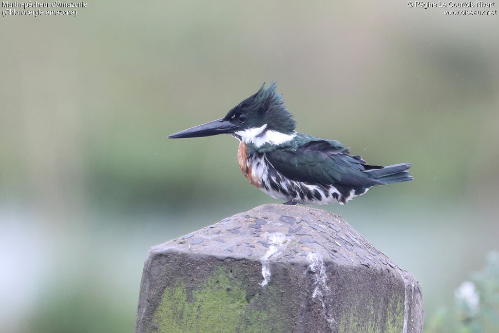 Martin-pêcheur d'Amazonie mâle
