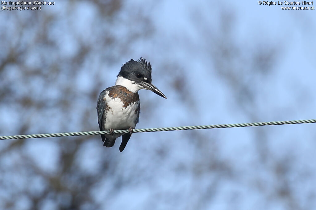 Martin-pêcheur d'Amérique