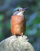 Common Kingfisher