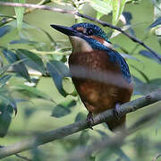 Common Kingfisher