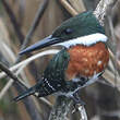Martin-pêcheur vert