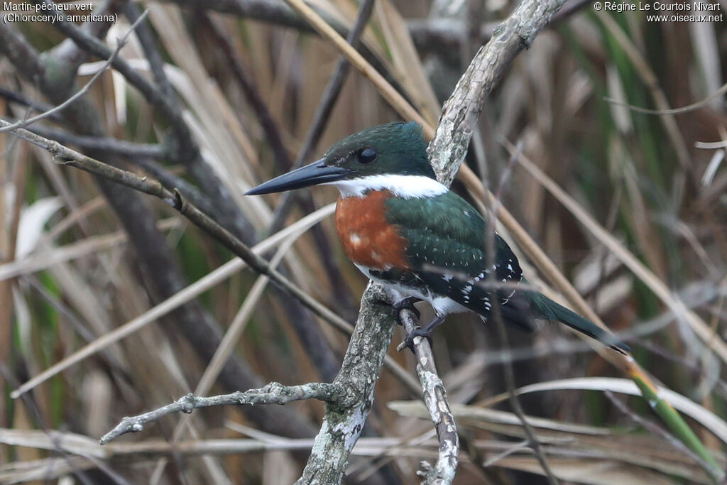 Martin-pêcheur vert