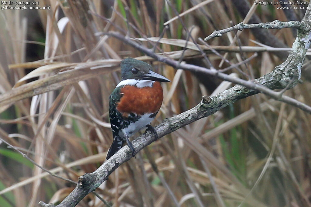 Martin-pêcheur vert