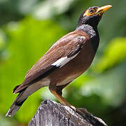 Common Myna