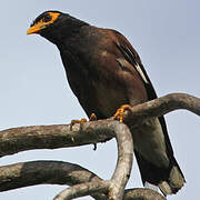 Common Myna