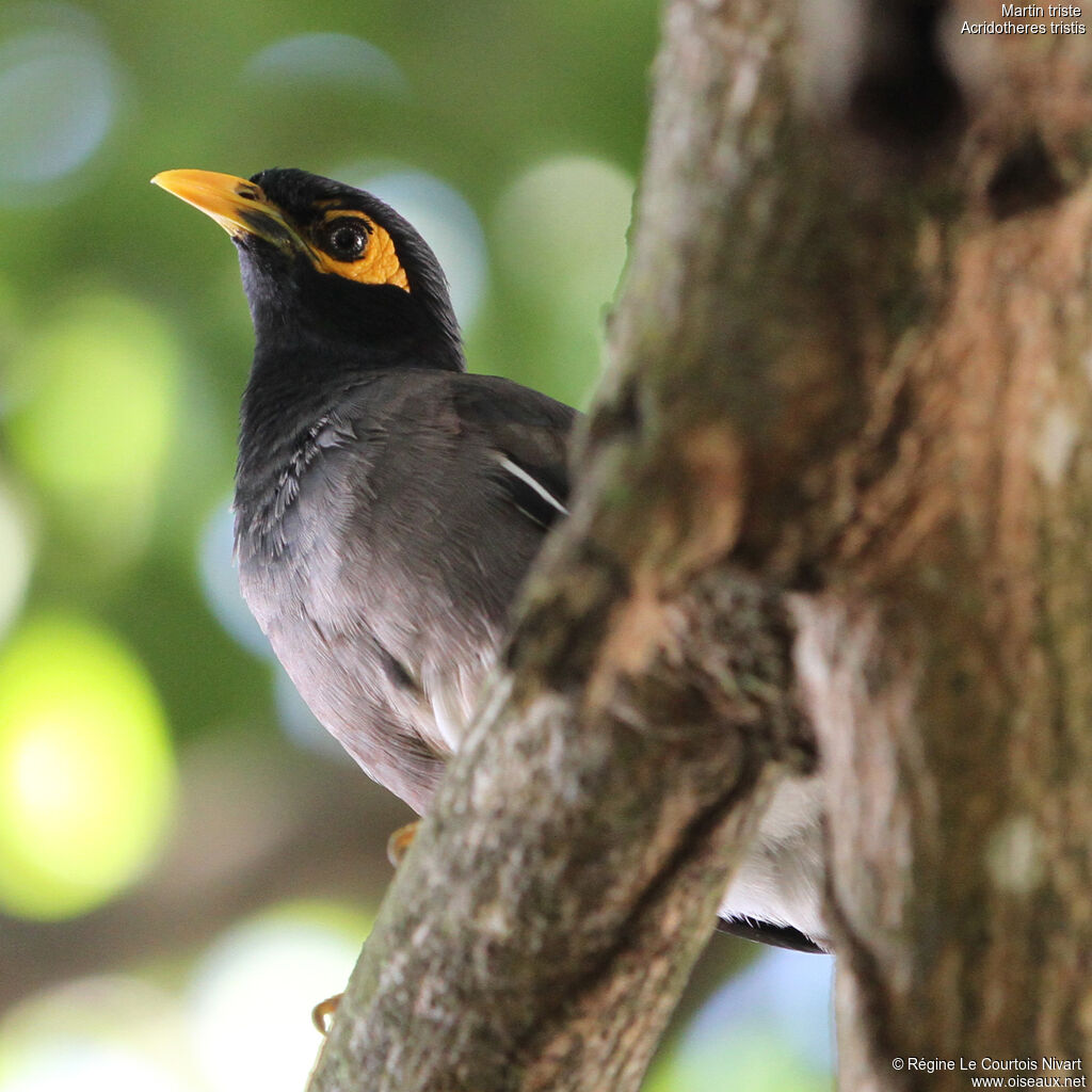 Common Myna