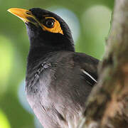 Common Myna