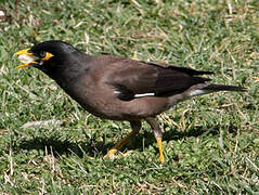 Common Myna