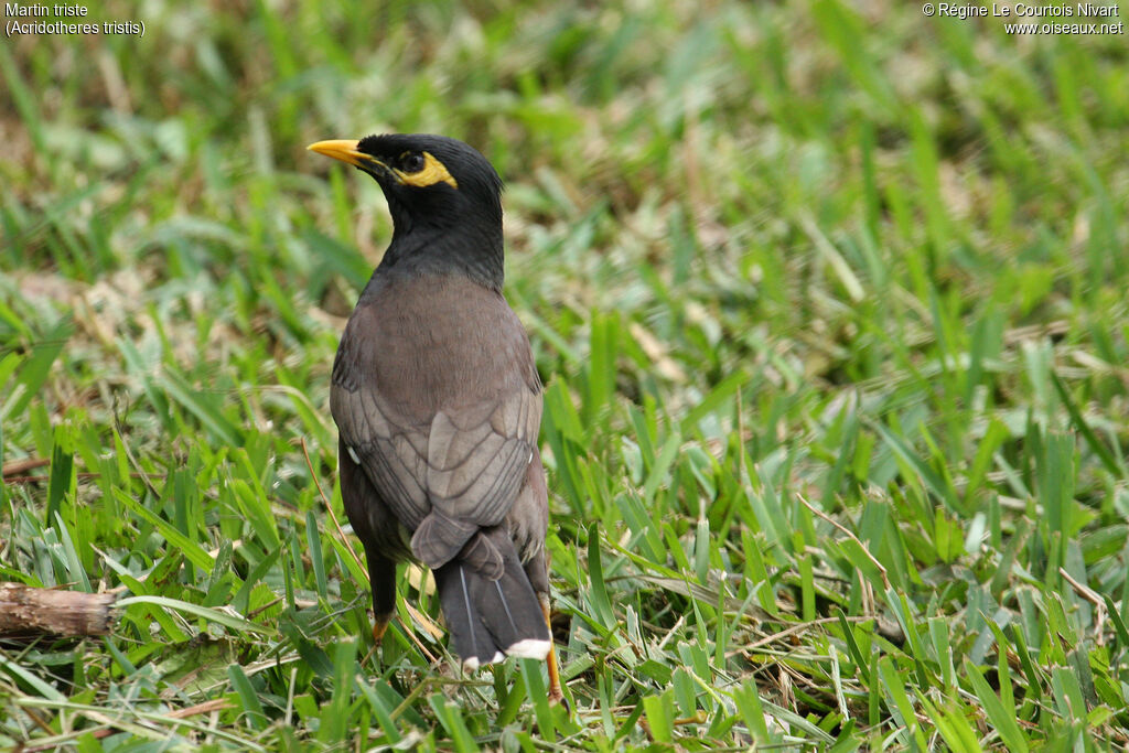 Common Myna