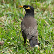 Common Myna