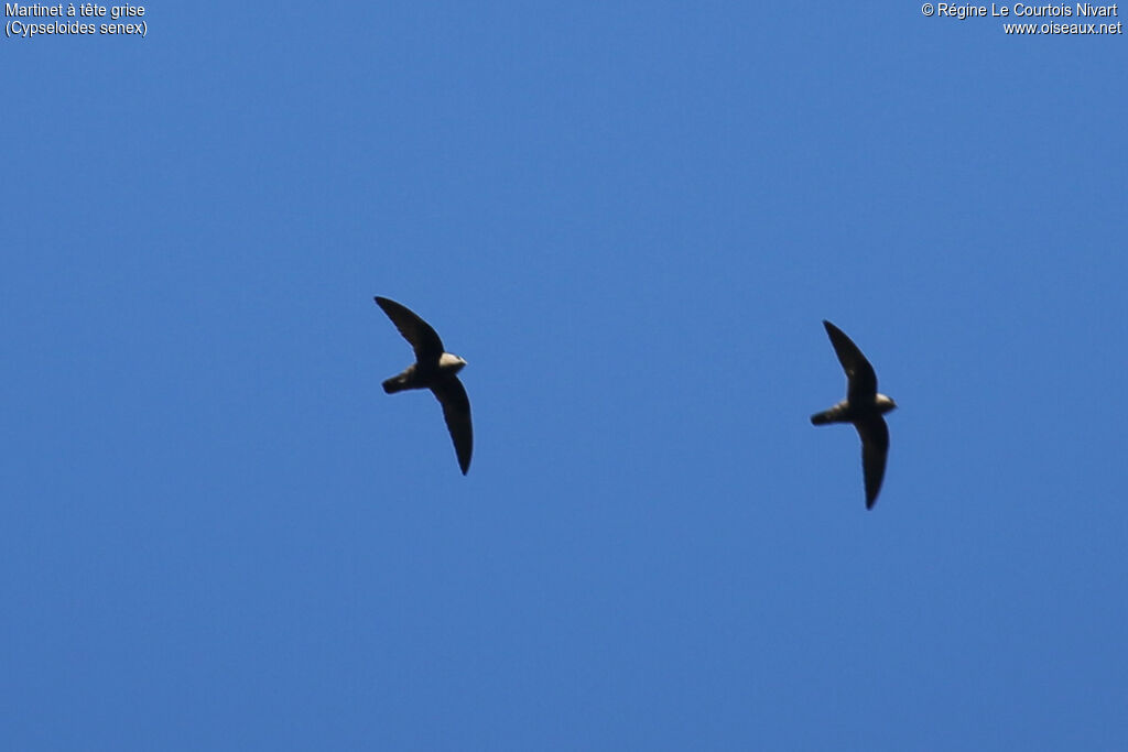 Great Dusky Swift