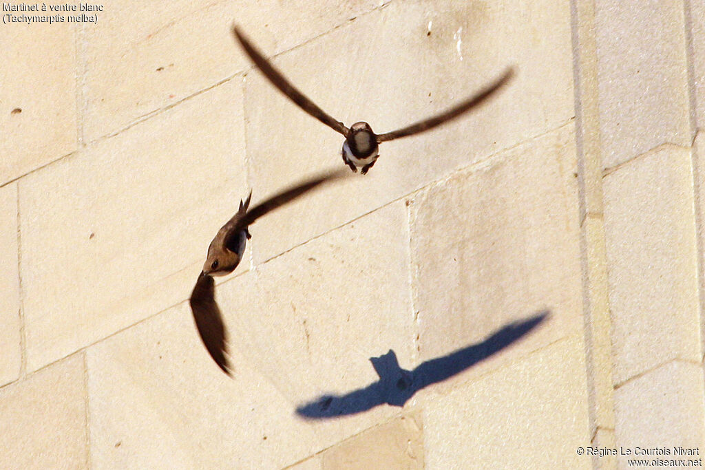 Alpine Swift