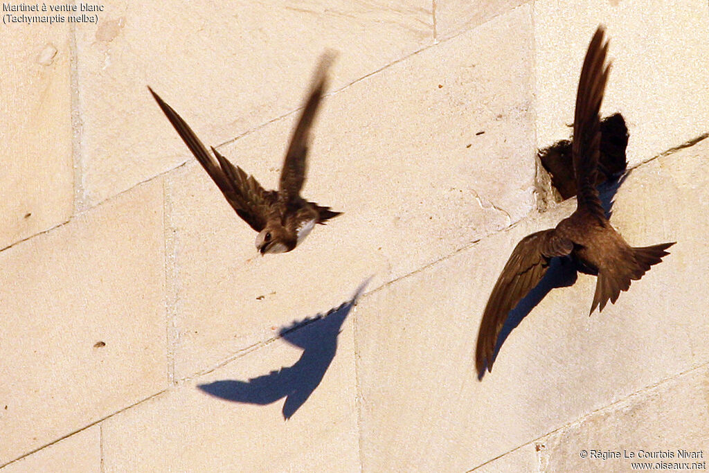 Alpine Swift