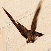 Alpine Swift