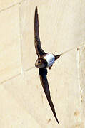 Alpine Swift