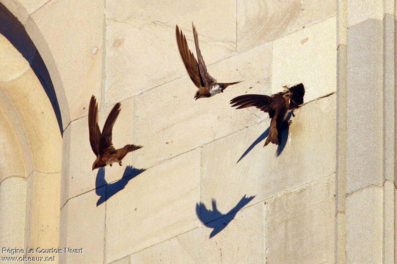 Alpine Swift, Flight, Reproduction-nesting