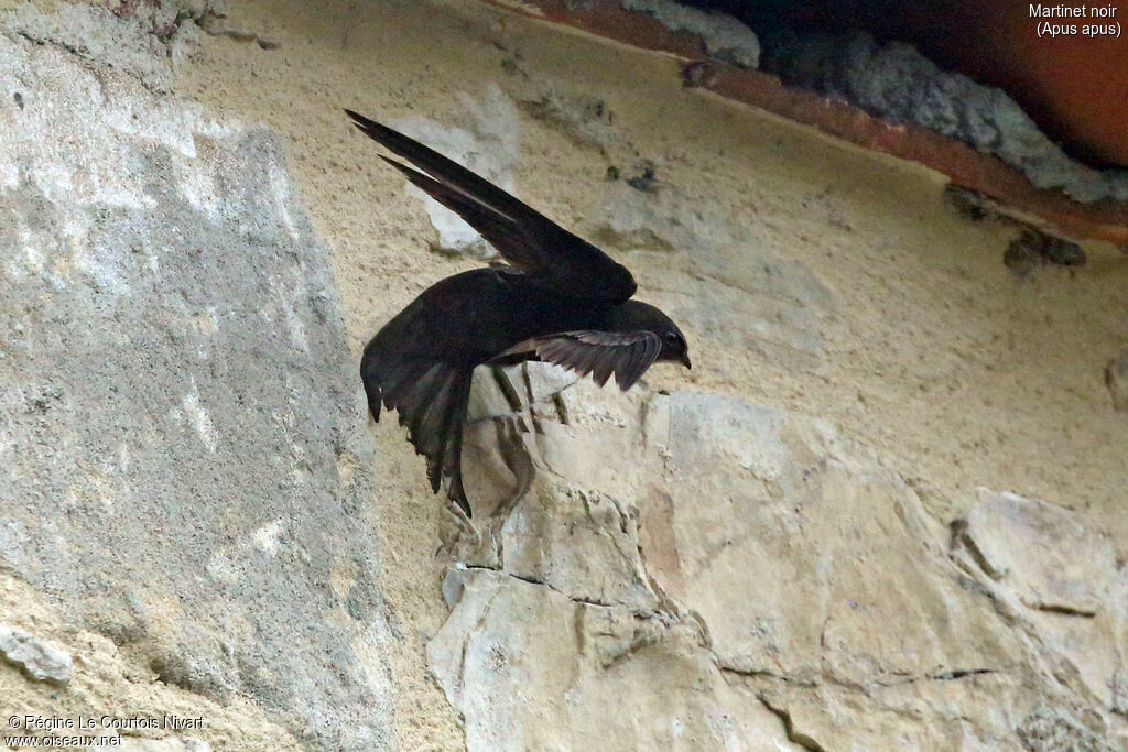 Common Swift