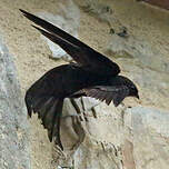 Martinet noir
