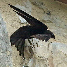 Martinet noir