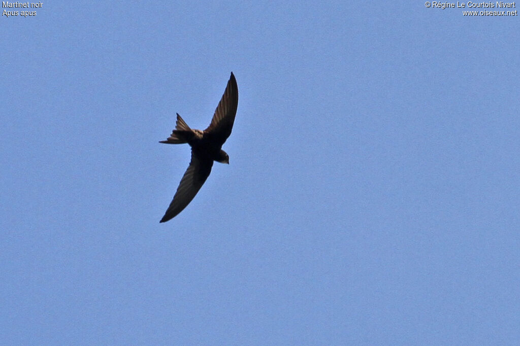 Common Swift