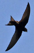 Common Swift