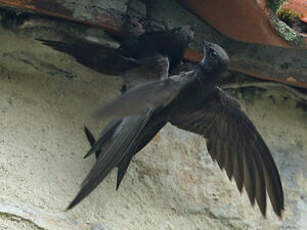Martinet noir
