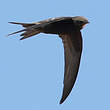 Martinet noir
