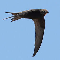 Martinet noir