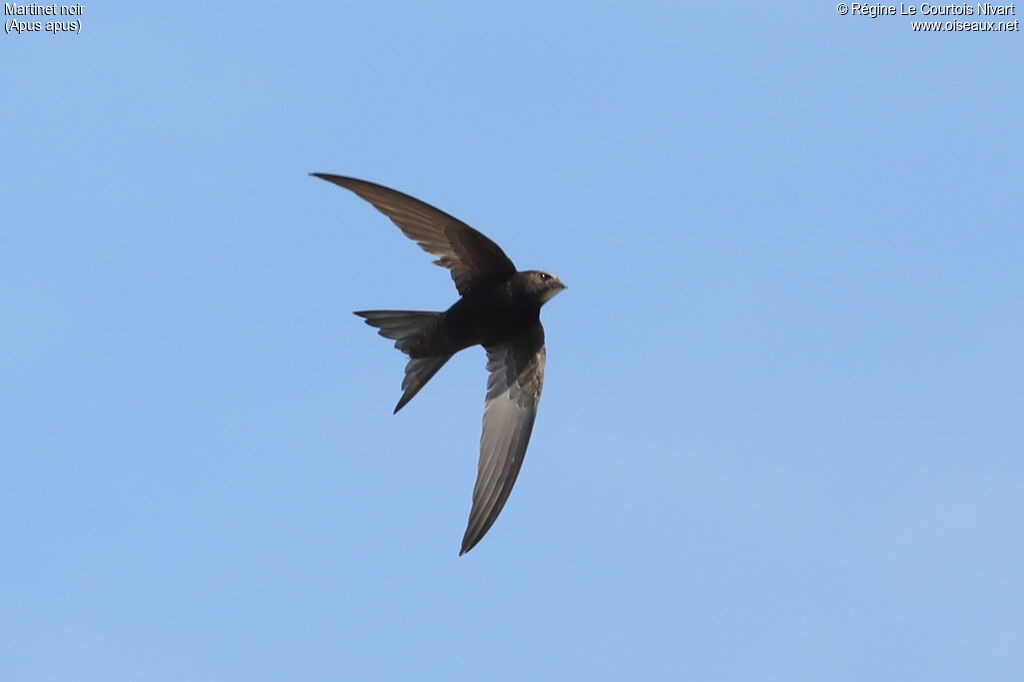 Martinet noir