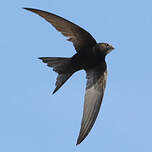 Martinet noir