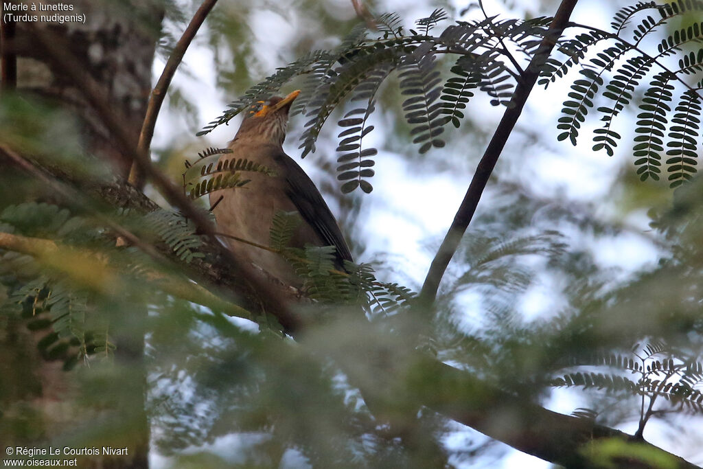 Spectacled Thrush