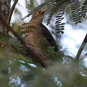 Spectacled Thrush