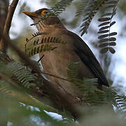 Spectacled Thrush