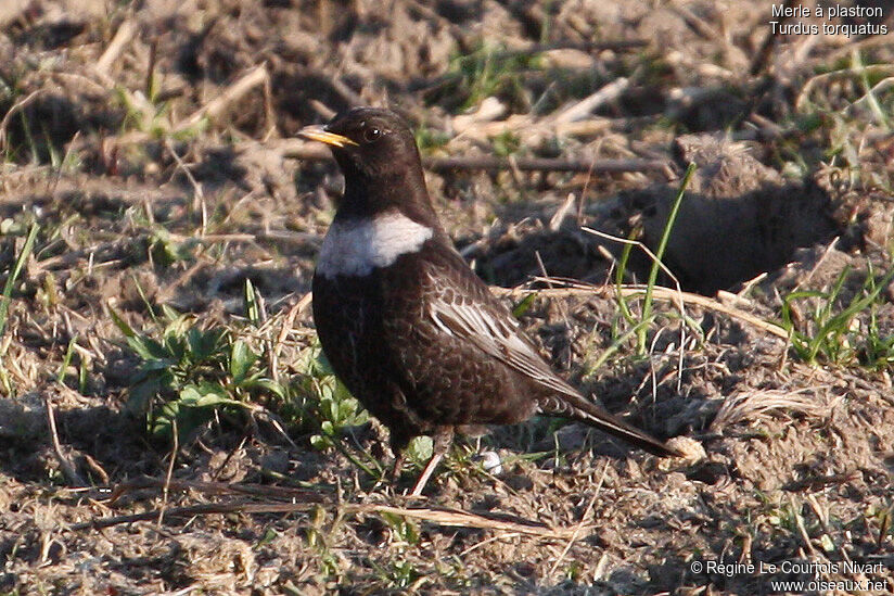 Ring Ouzel