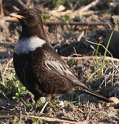 Ring Ouzel