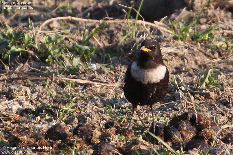 Ring Ouzel