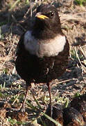 Ring Ouzel