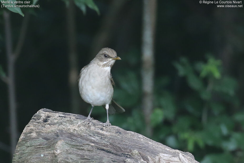 Merle à ventre clair