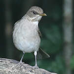 Merle à ventre clair