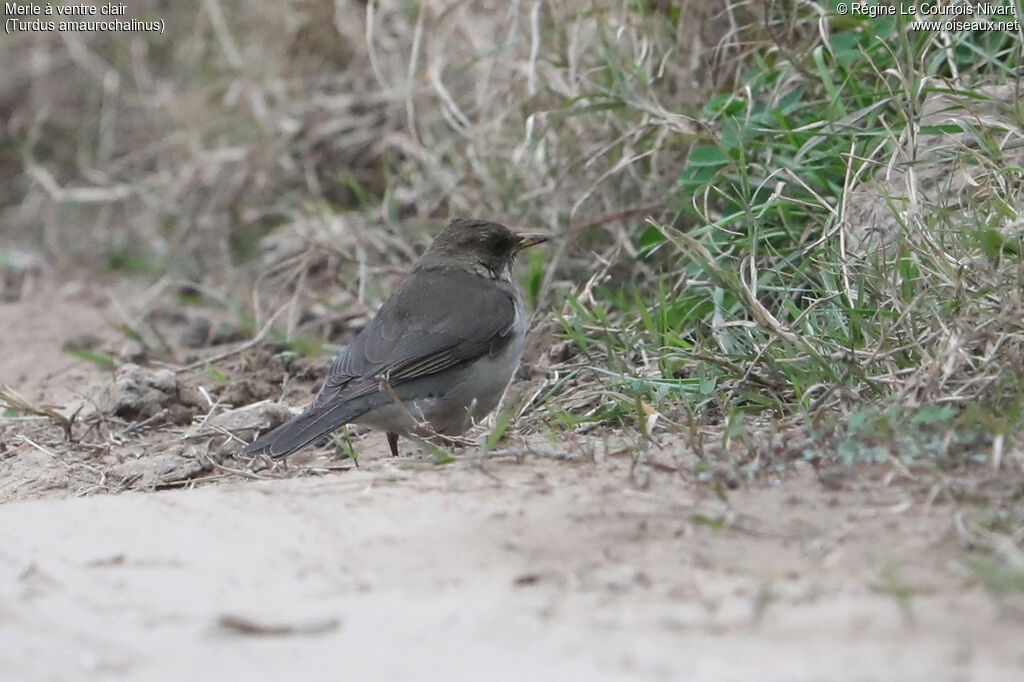 Creamy-bellied Thrush