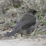 Creamy-bellied Thrush