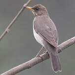 Merle à ventre clair