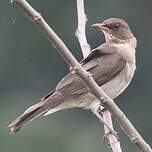 Merle à ventre clair