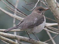 Merle à ventre clair